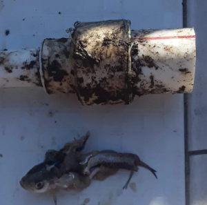 📷 ფოტო: ახმეტაში სასმელ წყალს თევზი მოჰყვება