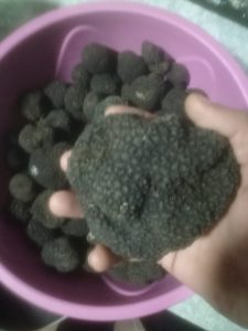 ქართული გიგანტური ტრუფელი - 1კგ 5 ათასი ევრო ღირს