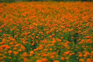 „200 ლარი ღირს კილოგრამი..." - რას გვირჩევს ზურა შევარდნაძე