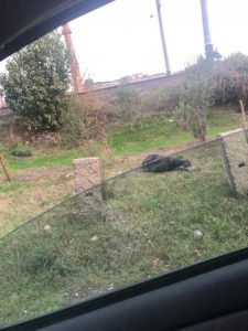 "შიმშილისგან გულწასული ქალი ქუჩაში წაიქცა" - რა ფოტოს აქვეყნებს "სტყრატეგია აღმაშენებლის" წევრი