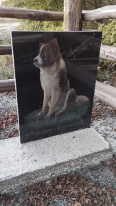 მინდა, ახლოს ვნახო და ვუთხრა, რომ ის "ადამიანია" - კახეთში ძაღლების საფლავებს ქვები დაადგეს