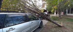 PHOTO: წაქცეული ხეები და დამტვრეული მანქანები - ქარმა და უამინდობამ მოსახლეობა დააზარალა