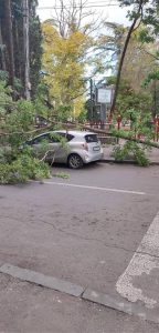 PHOTO: წაქცეული ხეები და დამტვრეული მანქანები - ქარმა და უამინდობამ მოსახლეობა დააზარალა