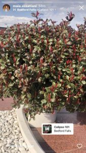 მაია ასათიანის შვილის საფლავზე ულამაზესი ხე იზრდება – ტელეწამყვანი ემოციურ კადრებს გვიზიარებს