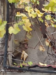 "ჩხუბი მოუვიდათ, დაჰკრა ფეხი და სახლიდან გაიქცა" - როგორ აღმოჩნდა მაიმუნი საზოგადოებრივი მაუწყებლის ბუფეტში