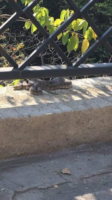 ბოტანიკურ პარკში ეძებენ გიურზას, რომელსაც 8 წლის ბავშვმა ფოტო გადაუღო