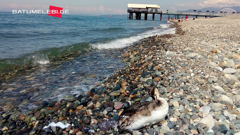 (ფოტოები) ბათუმში ზღვაში ბანაობენ და პლაჟზე ირუჯებიან