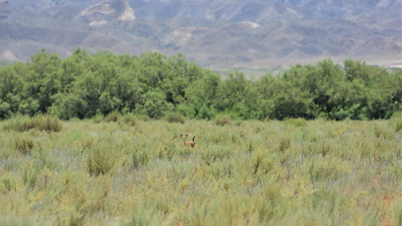 (ფოტოები) WWF: საქართველოში გამოჩნდნენ გადაშენებული ქურციკების ნაშიერები, ლიკლიკები