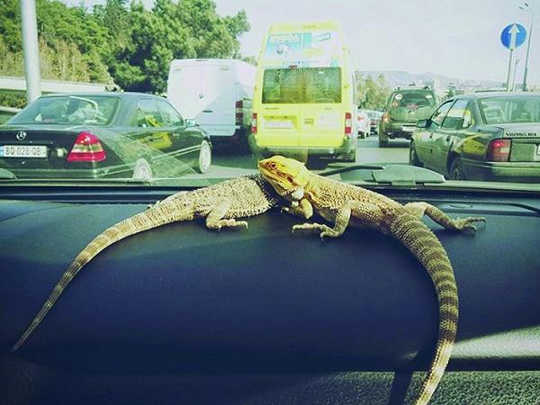 (ფოტოები) თბილისელ გოგოს სახლში 5 გველი, ხვლიკები, ობობები და ტარაკნები ჰყავს - "ერთს გოგიტა დავარქვი"