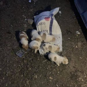 „ან დედა არ ჰყავთ, ან მამა“- რა ფოტოს ასაჯაროებს ინგა გრიგოლია