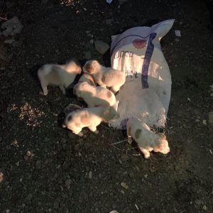 „ან დედა არ ჰყავთ, ან მამა“- რა ფოტოს ასაჯაროებს ინგა გრიგოლია