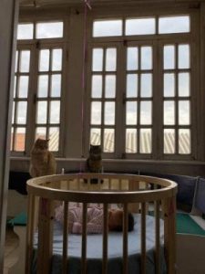 გოგონას ნიკა დაარქვეს - გიორგი მახარაძე შვილის პირველ ფოტოებს აქვეყნებს