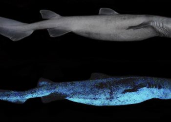 მეცნიერებმა ზღვის მანათობელი ზვიგენები აღმოაჩინეს