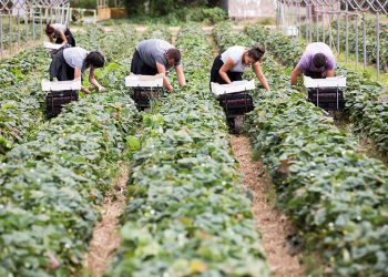 გერმანიაში დროებით ლეგალურად დასაქმების სურვილი 94 281 პირმა გამოთქვა
