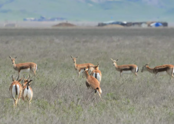 ქურციკი