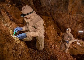 პირველად ისტორიაში – ქვის ხანის დათვების დნმ უძველესი მღვიმის ნიადაგის გამოყენებით გაშიფრეს
