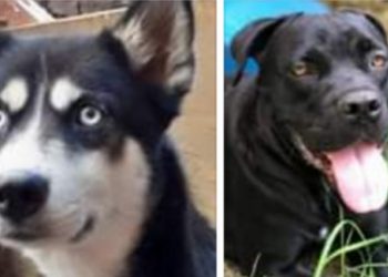 როგორ გადაარჩინეს ძაღლებმა პატრონები გაზით გაგუდვისგან?!