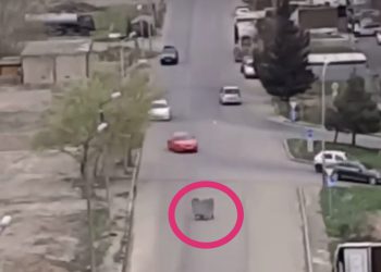 (VIDEO) თბილისში ნაგვის ურნა შუა ქუჩაში დასეირნობდა