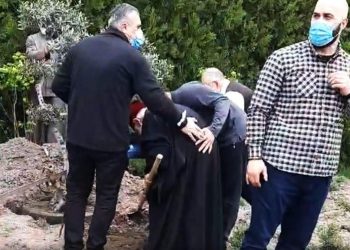 ილია მეორემ ზეთისხილის ხე დარგო