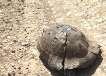 “სანამ მანქანით მივასწარი, ცხენით გამექცა…” – 40 წლამდე მამაკაცმა კუს ბაკანი ქვით გაუტეხა