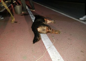 გორის ცენტრში ძაღლი წამებით მოკლეს