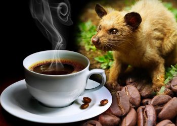 (VIDEO) ყველაზე ძვირადღირებული ყავა, რომელიც ძალიან უცნაური მეთოდით იწარმოება