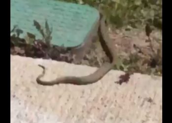 მზიურში გველები მომრავლდნენ – ფეისბუქზე ვიდეო ვრცელდება (ვიდეო)