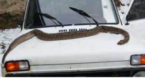 (ფოტო) ოკუპირებული სოფელ ავნევთან არგენტინული მახრჩობელა გველი იპოვეს