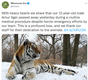 მინესოტის ზოოპარკში ვეფხვი სახელად "პუტინი" გულის შეტევით მოკვდა