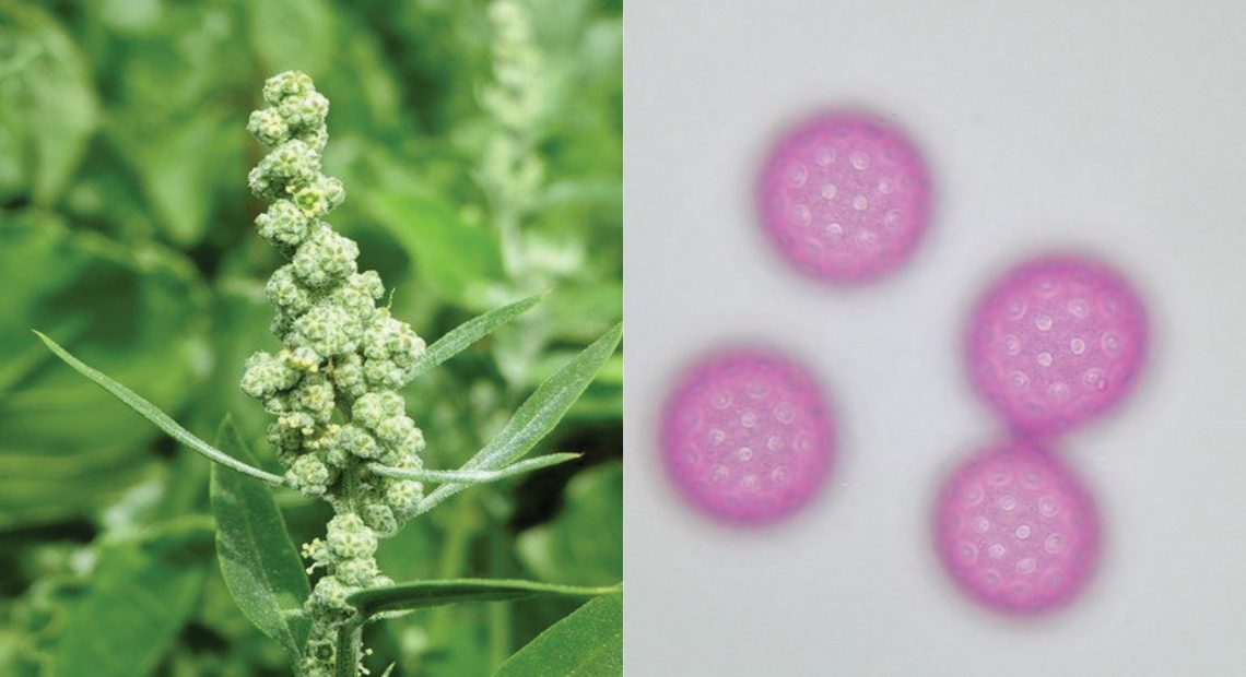 მცენარეული ალერგენების გავრცელების მოსალოდნელი პროგნოზი