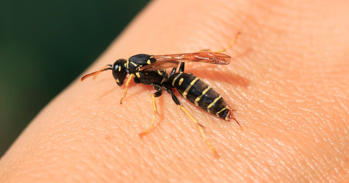 „ანაფილაქციურმა შოკმა შესაძლოა სიკვდილი გამოიწვიოს“ – ალერგიისა და იმუნოლოგიის ცენტრი