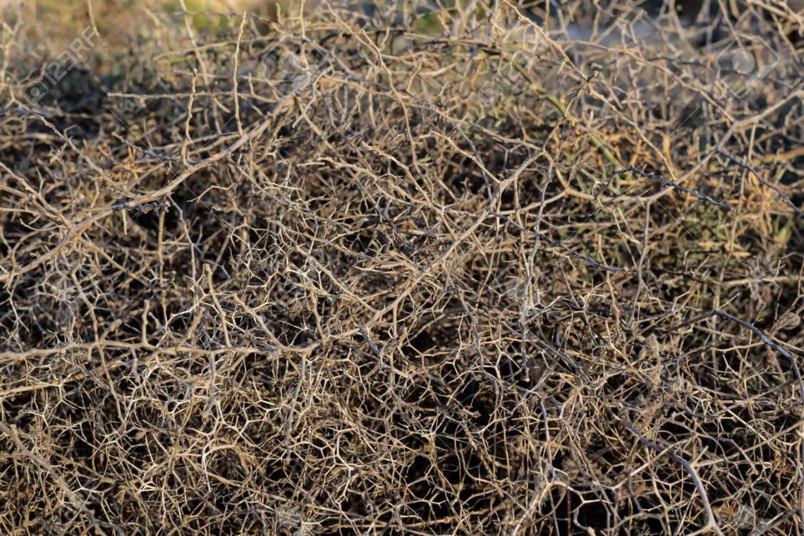 1,332,366 ლარით დაფინანსებულ 15 ბაღში ნერგების 100% გახმა