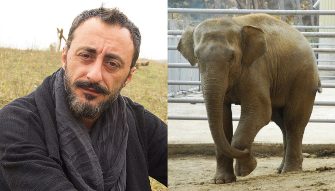 გიორგი ყიფშიძემ სპილოს დენი მოპარა