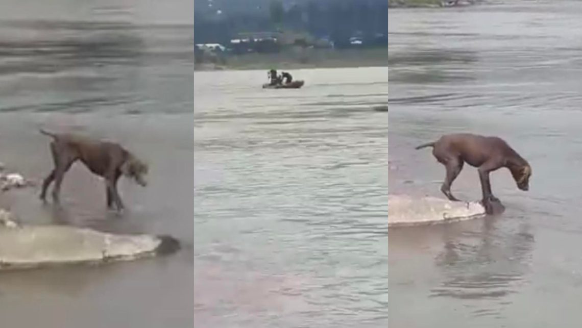 🎥VIDEO: მდინარე ჭოროხმა კაცი, გაიტაცა! ნახეთ როგორ განიცდის ძაღლი პატრონის დახრჩობას”