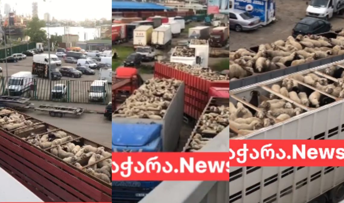 🎥VIDEO: ბათუმში მოსახლეობა სპეციფიკურ სუნს უჩივის-მიზეზი ცხვრების დიდი რაოდენობაა