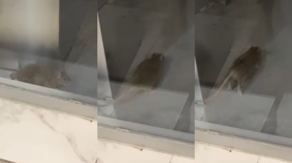 🎥VIDEO: „გთხოვთ თქვით, რომ მონტაჟია, კურდღელია, მეზობლის ბებიაა ვირთხად გადაქცეული“ – თამუნა მუსერიძე კაფე „ენდორფინს“ მიმართავს