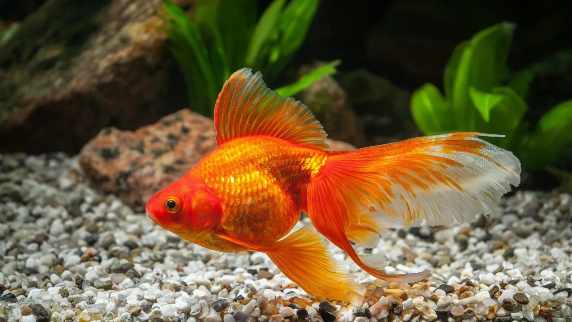 🎥 VIDEO: მეცნიერებმა თევზებს ხმელეთზე გადაადგილება ასწავლეს