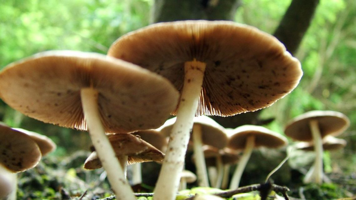 სურამში კაცი სოკოთი მოიწამლა