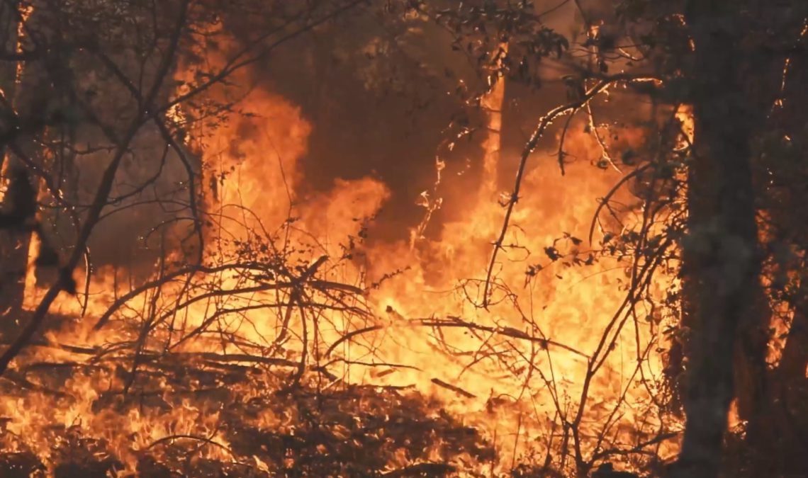 “მწვადი შეწვეს და ჩვენი ტყე დაწვეს” -ბორჯომში ხანძრის მიზეზებზე საუბრობენ