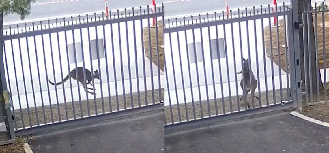 🎥VIDEO: ავსტრალიელმა კენგურუმ “შტურმი” მიიტანა რუსეთის სალეჩოზე