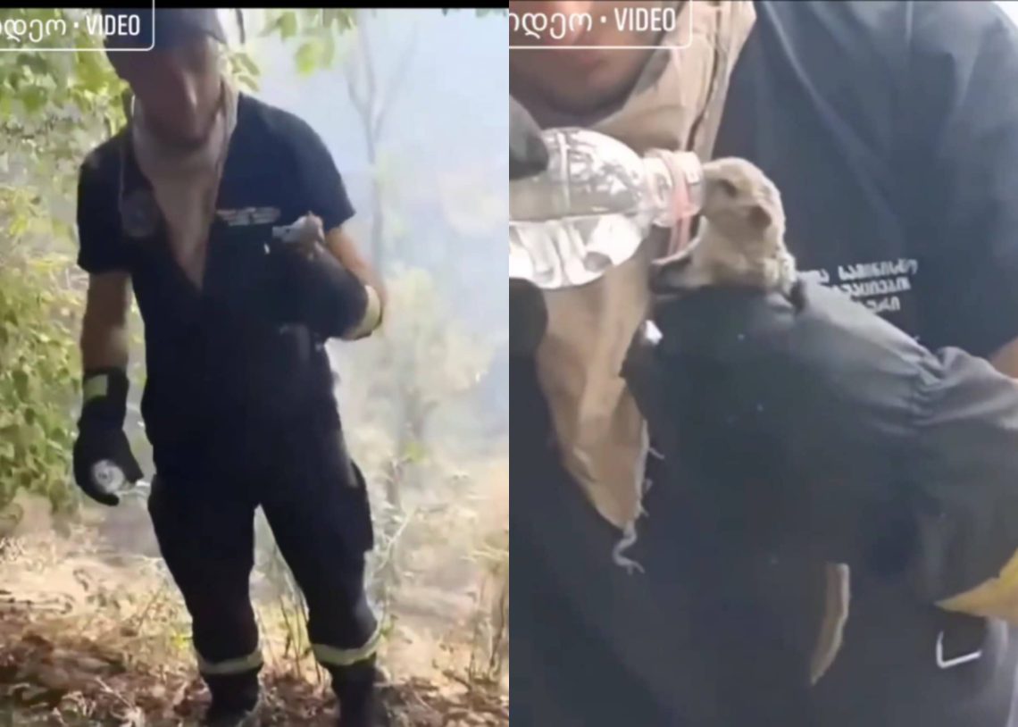 VIDEO:მეხანძრემ ბორჯომიდან ციყვი გადაარჩინა – ემოციური კადრები ალმოდებული ტყიდან