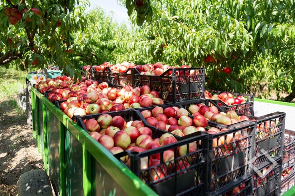 ,,ვერ ვყიდი, მოდით და წაიღეთ უფასოდ” – განცხადება სოციალურ ქსელში