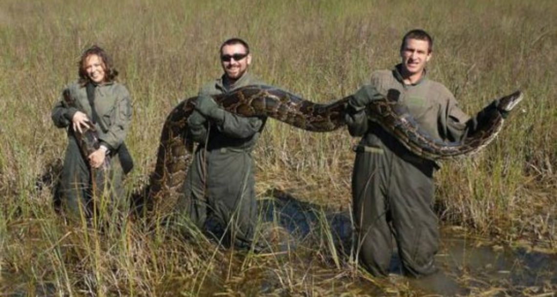 ინდონეზიაში პითონი მოკლეს, რომლის მუცელში ქალის ცხედარი აღმოჩნდა
