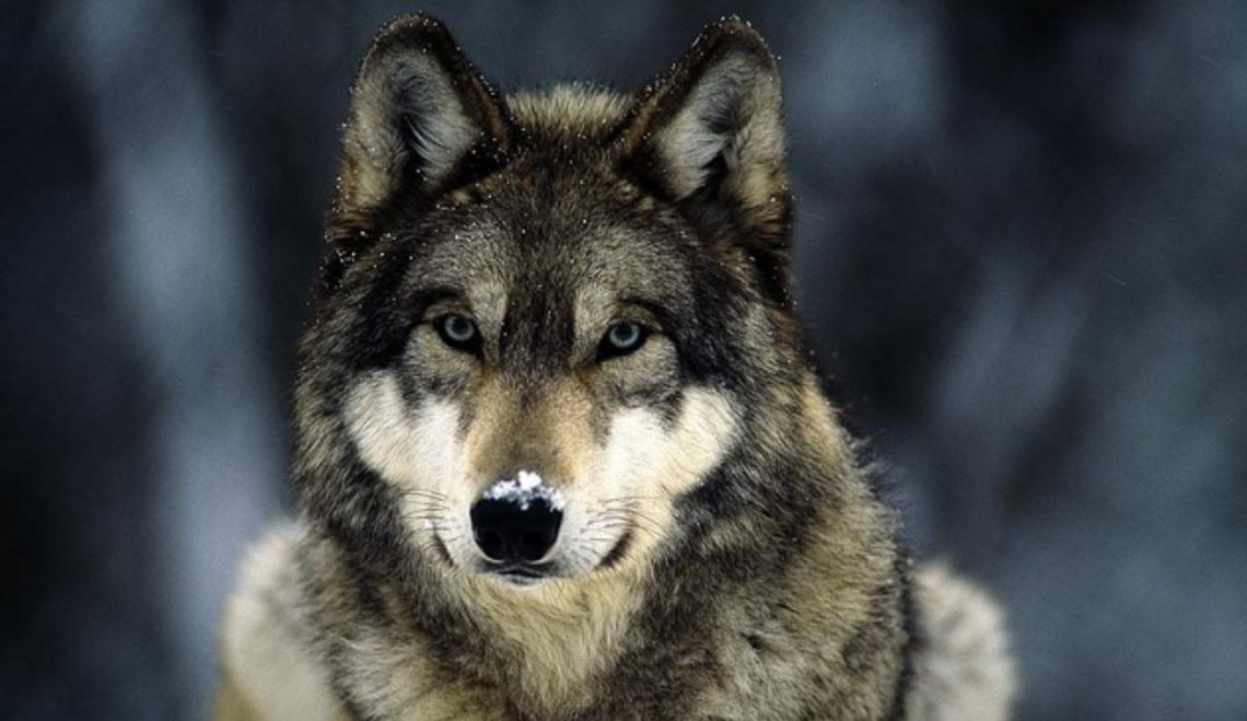 ჩოხატაურის მუნიციპალიტეტში მგელმა ძროხა დაჭამა