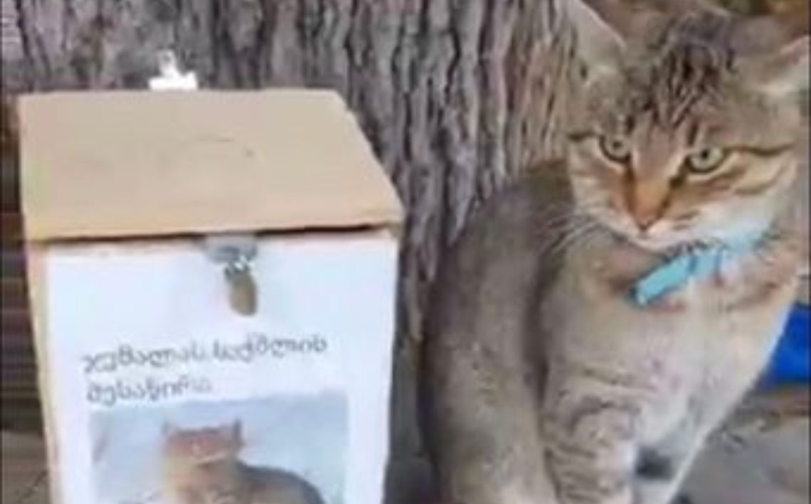 🎥ფისო “ჯემალას” შესაწირი ყუთი გაუკეთეს- უმაგრესი კადრები თბილისიდან