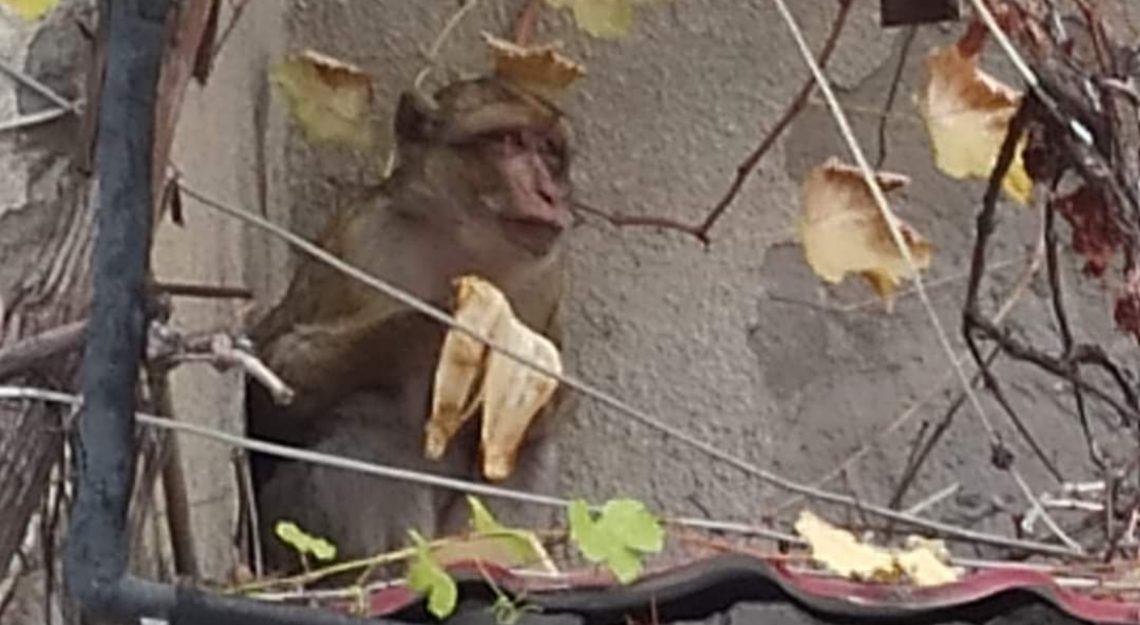 “ჩხუბი მოუვიდათ, დაჰკრა ფეხი და სახლიდან გაიქცა” – როგორ აღმოჩნდა მაიმუნი საზოგადოებრივი მაუწყებლის ბუფეტში