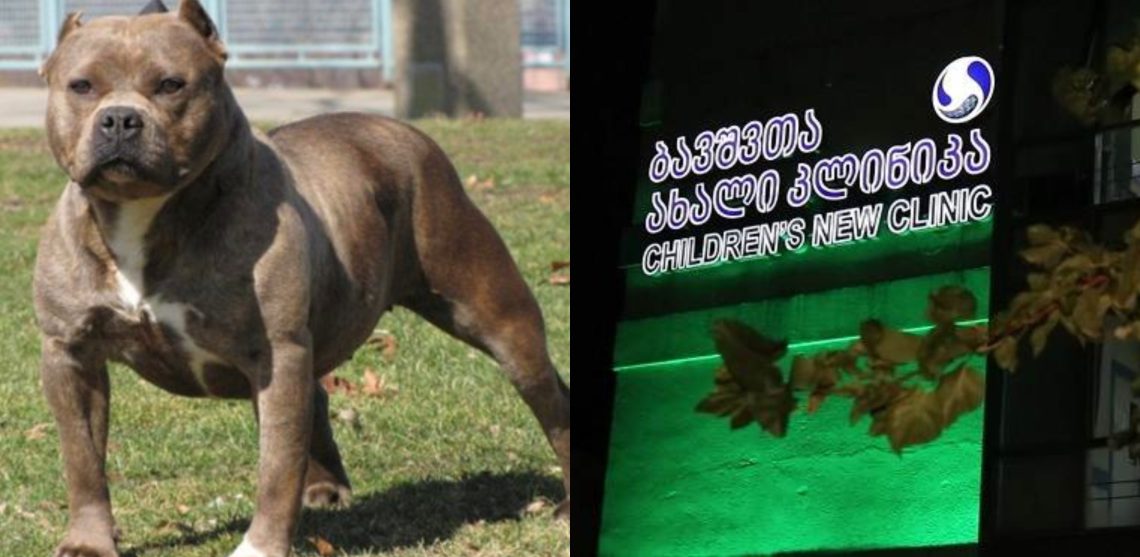როგორია ბავშვის მდგომარეობა ახლა, რომელიც პიტბულმა დაგლიჯა