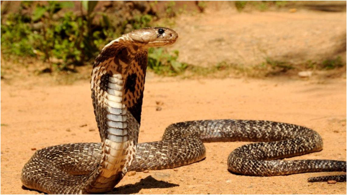 კობრამ და 8 წლის ინდოელმა ბიჭმა ერთმანეთი დაკბინეს – ქვეწარმავალი ადგილზე მოკვდა