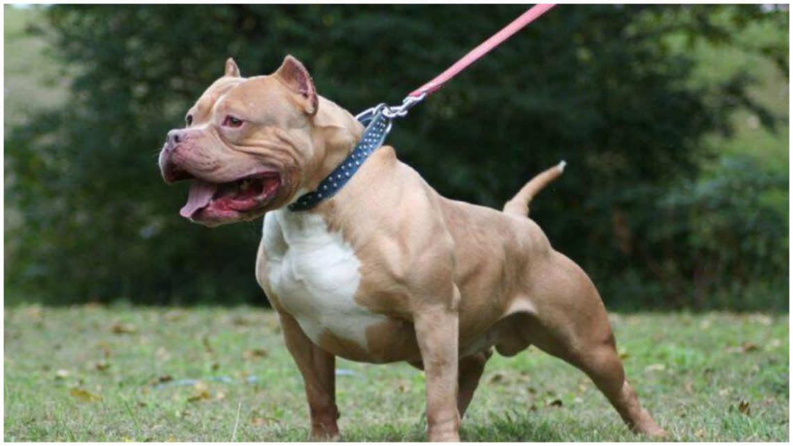 პიტბულმა 2 წლის ბავშვი დაგლიჯა – როდის ხდება ცხოველი აგრესიული და რა ცვლილება უნდა შევიდეს კანონში