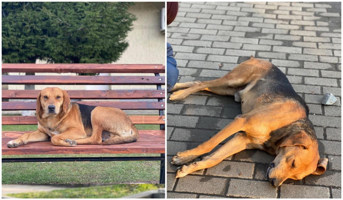 “ბომბაჩკა” გამიზნულად ესროლეს, როგორც კი აფეთქდა, დავარდა და გული გაუსკდა”